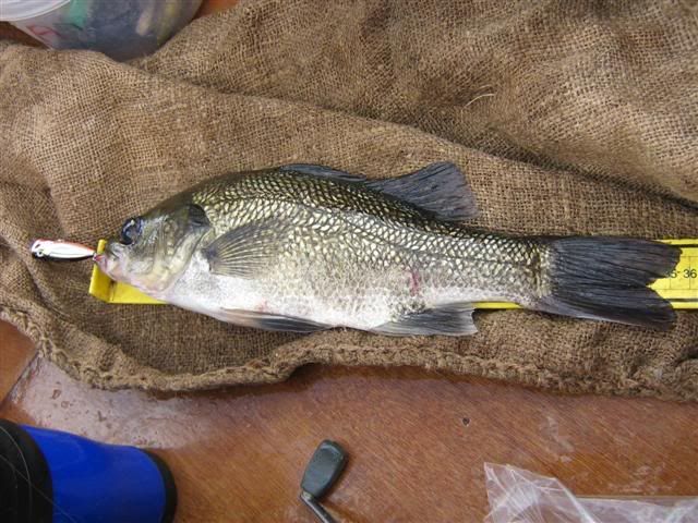 hairy fish nut ball in the ass